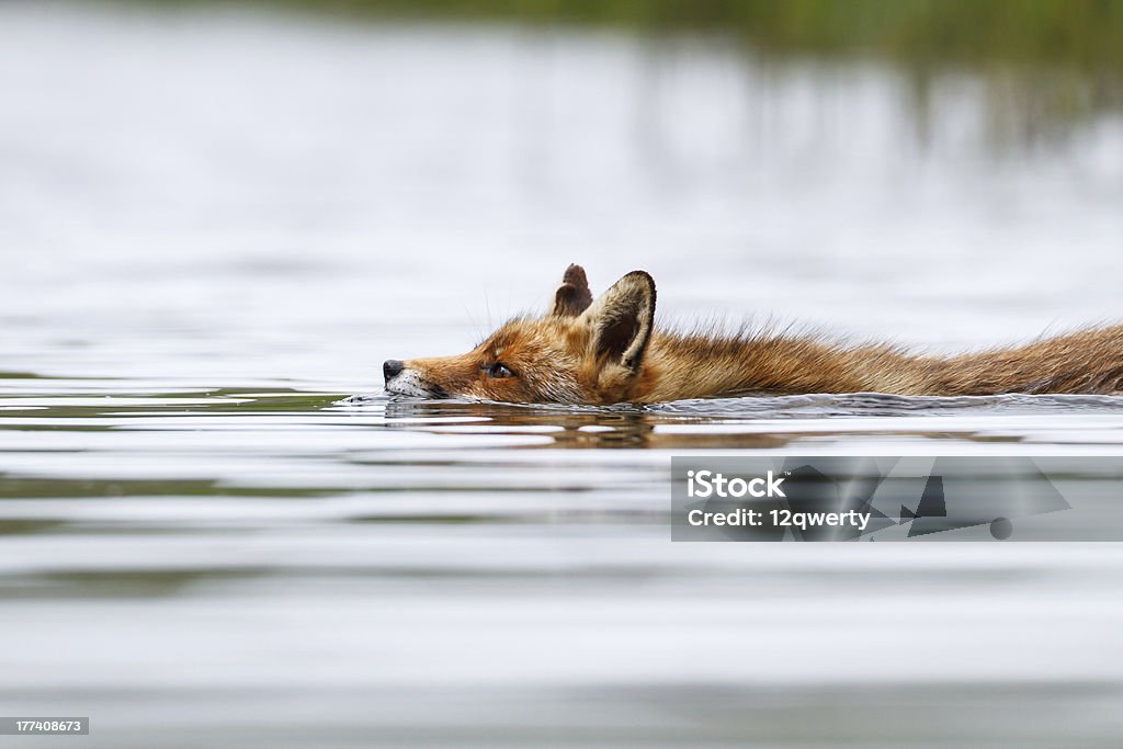 swimming red fox a red fox swimming in the water Fox Stock Photo