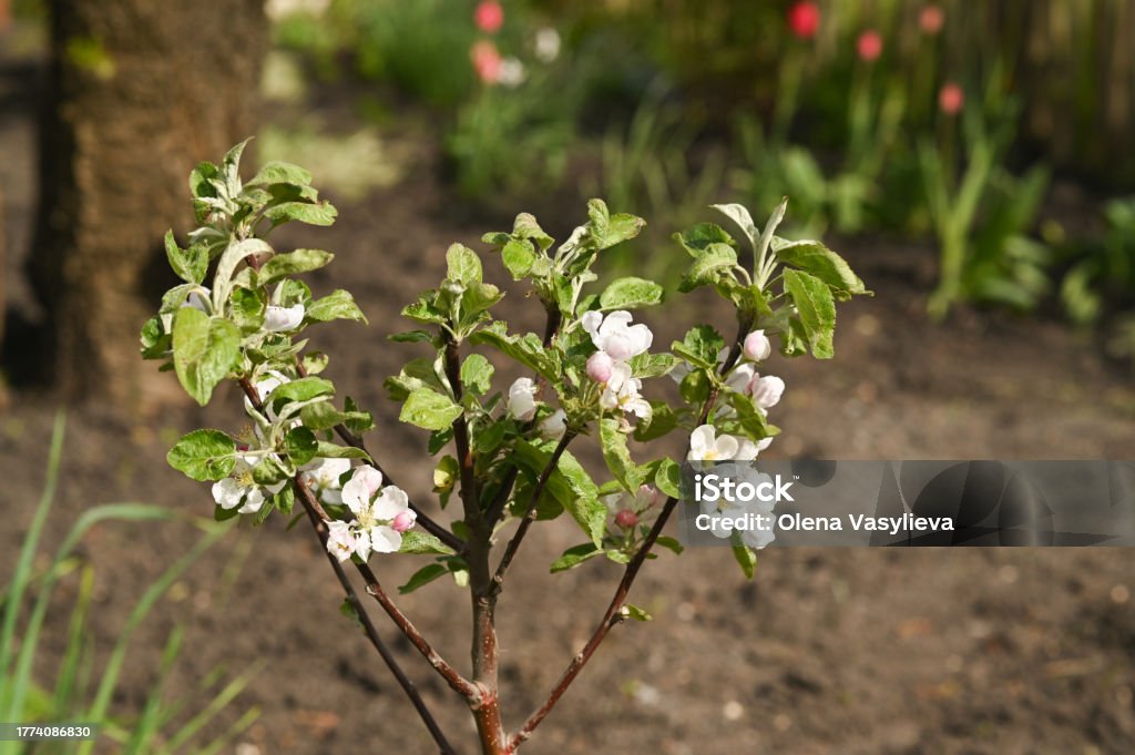 Sampling Apple Tree A Small Apple Tree Blooms With White Flowers Stock Photo - Download ...