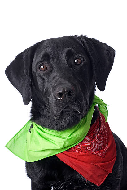 istock Black Lab on White with Colorful Bandanas 177408794