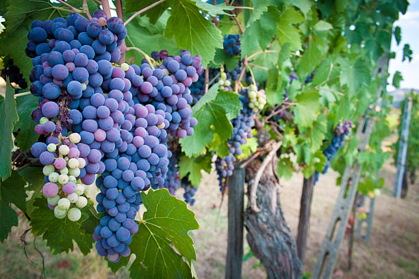 ブドウのヴァイン - agriculture purple vine grape leaf ストックフォトと画像