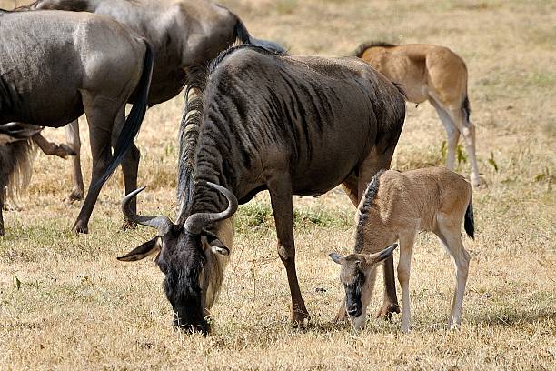 gnu 부품군 - savannah africa steppe namibia 뉴스 사진 이미지