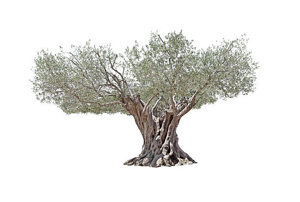 Secular Olive Tree isolated on white background. Secular Olive Tree with large and textured trunk isolated on white background. over 100 photos stock pictures, royalty-free photos & images