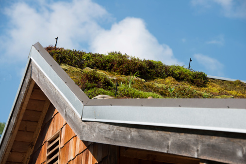 Organic roof on cabin: moss as roofing material