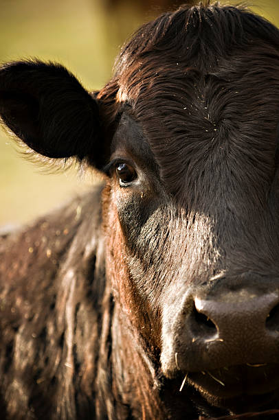 istock Brown Cow Portrait Looking at Camera 177409567