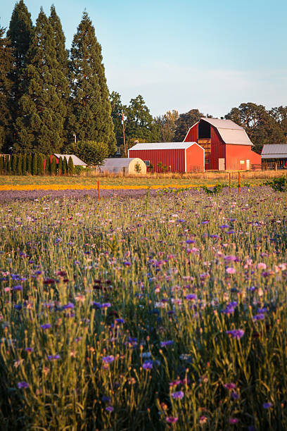 istock Farmland in Bloom 177409684