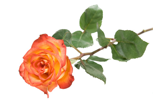 A single red and yellow rose bud isolated on white