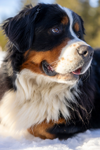 Close-up of Bernese mountain pet dog relaxing on snowy winter landscape