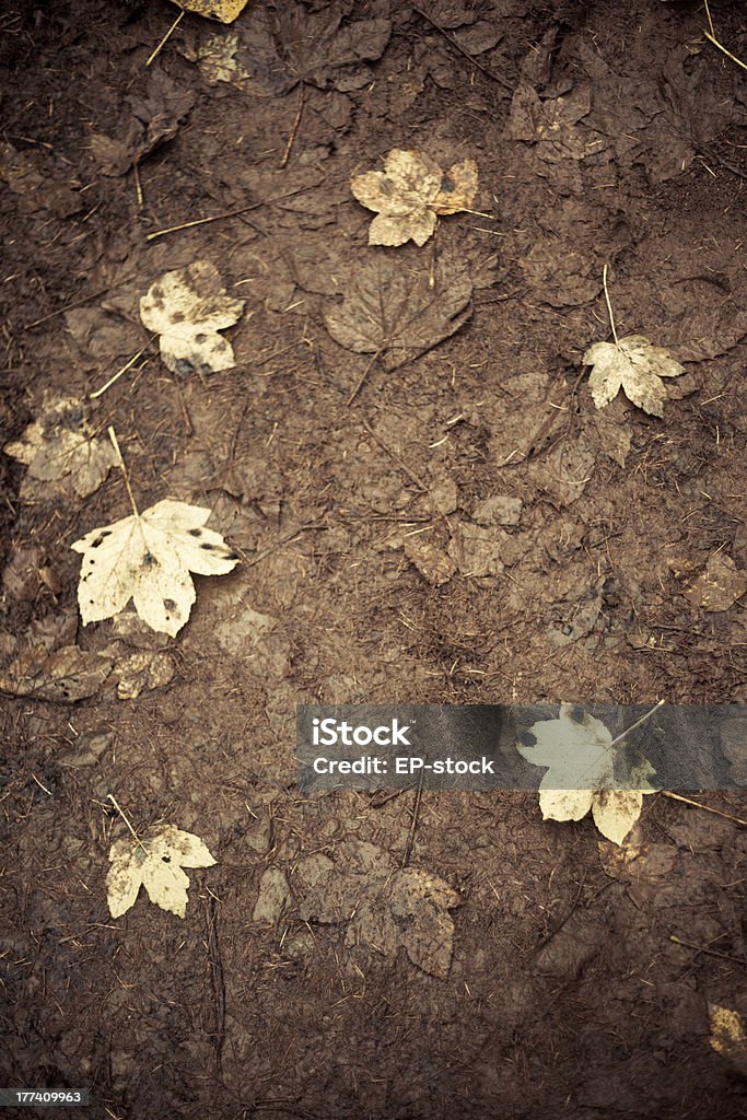 Autumn Maple Leaves in Mud Yellow Autumn Maple Leaves in Muddy Woodlands Autumn Stock Photo