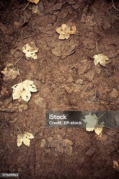 Autumn Maple Leaves In Mud Stock Photo - Download Image Now - Autumn, Brown, Dirt