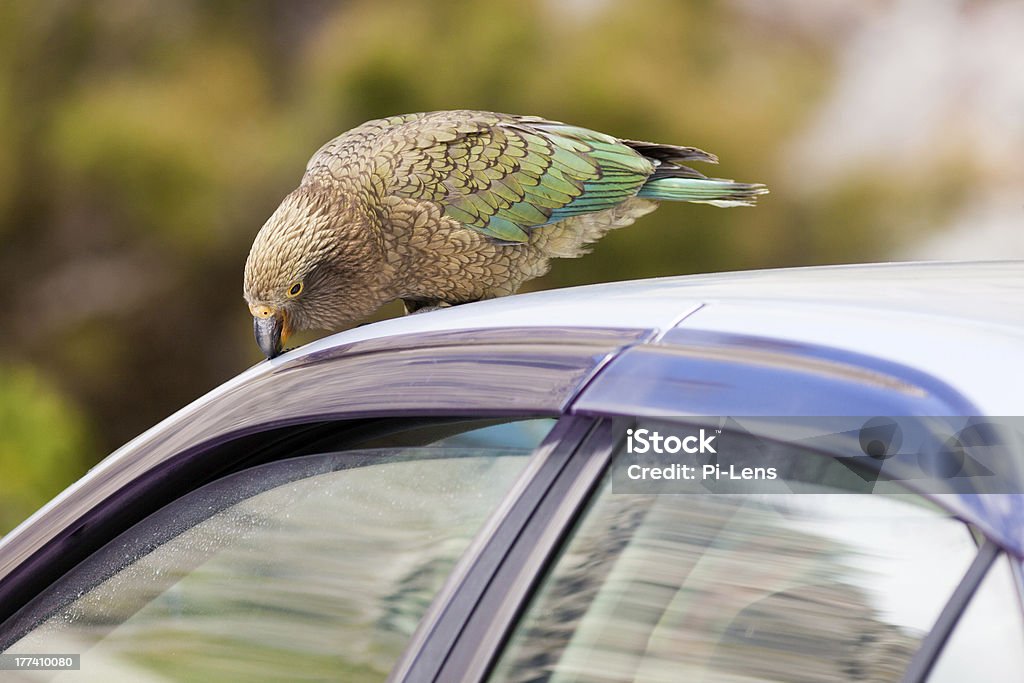 NZ 고산대 앵무새 케아앵무 시도하는 vandalize 자동차 - 로열티 프리 0명 스톡 사진