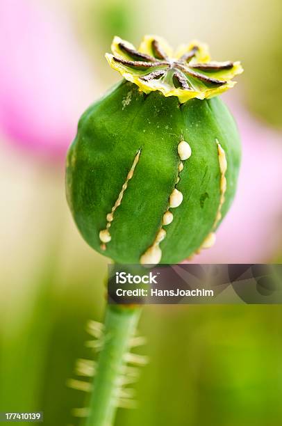 Papoila Com Leite - Fotografias de stock e mais imagens de Beleza - Beleza, Beleza natural, Cabeça de Flor