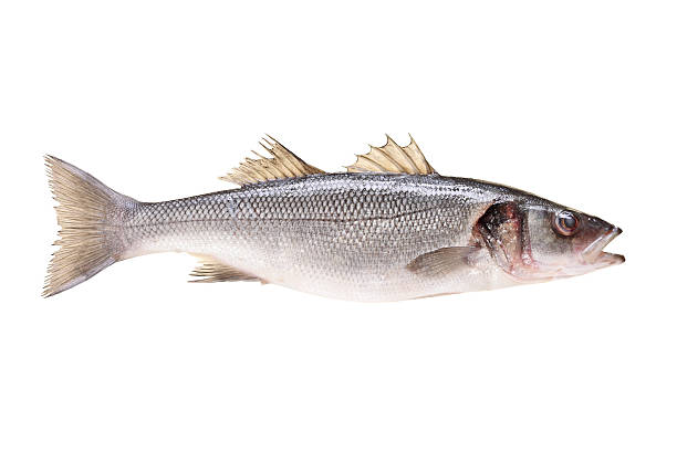 istock Studio shot of a sea bass fish 177410175