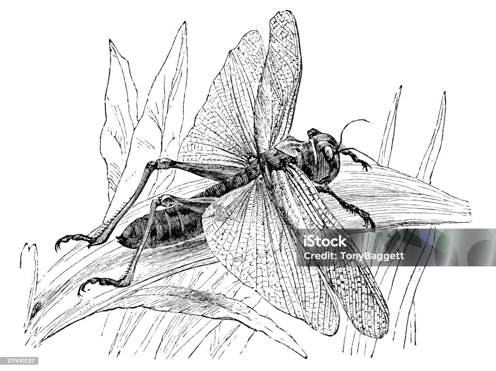 Locust (Gryllus Migratorius), - Illustration de Criquet migrateur libre de droits