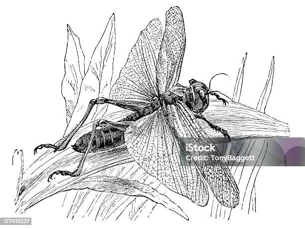 Locust Vecteurs libres de droits et plus d'images vectorielles de Criquet migrateur - Criquet migrateur, Voler, Agriculture