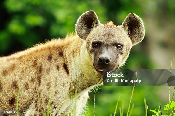 Hyena Stock Photo - Download Image Now - Africa, Animal, Animal Body Part -  iStock