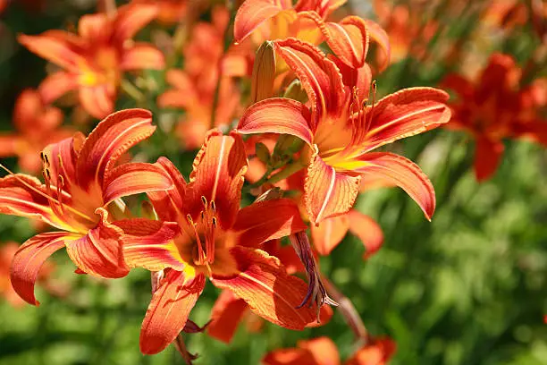 Beautiful orange day lilies closeup. Nice background