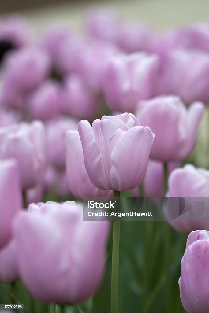 Pink Perfection "A group of lovely, pink tulips with all the focus on one that is standing out" Flower Stock Photo
