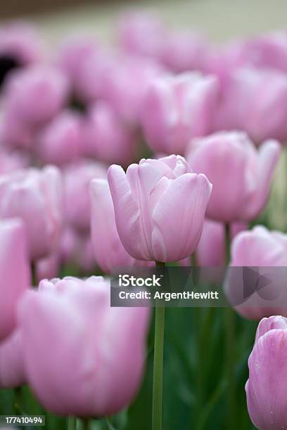 Pink Perfection Stock Photo - Download Image Now - Flower, Flowerbed, Green Color