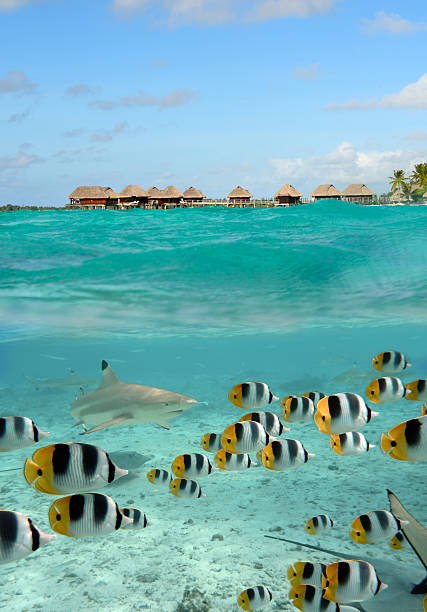 Tiburón y mariposa peces en una más bajo en Bora Bora - foto de stock