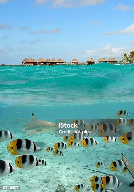 Tubarão E Peixeborboleta Em Um Overno Em Bora Bora - Fotografias de stock e mais imagens de Bora Bora