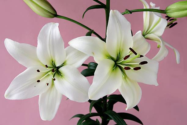 istock white lilies with black pollen on pink background 177410619