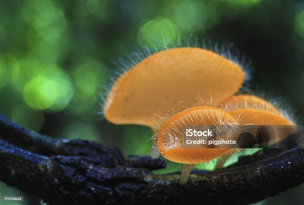 Cogumelos da floresta - Foto de stock de Beleza natural - Natureza royalty-free