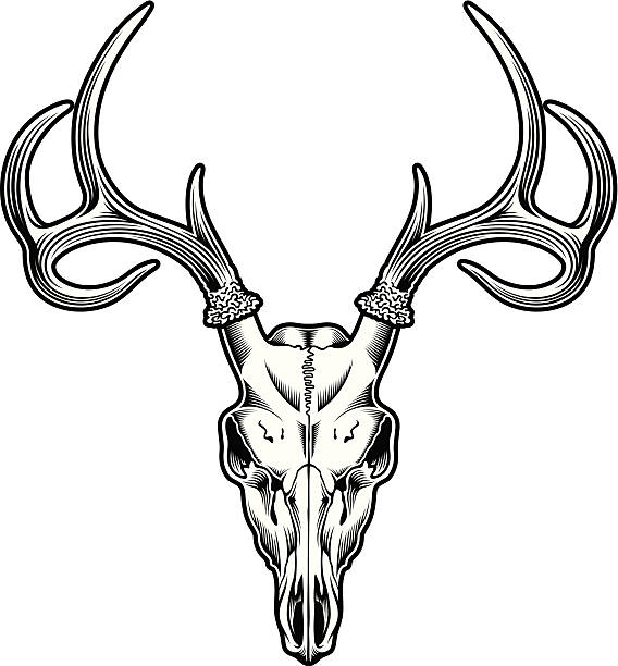 ilustraciones, imágenes clip art, dibujos animados e iconos de stock de deer cráneo - animal skull animal bone anatomy animal