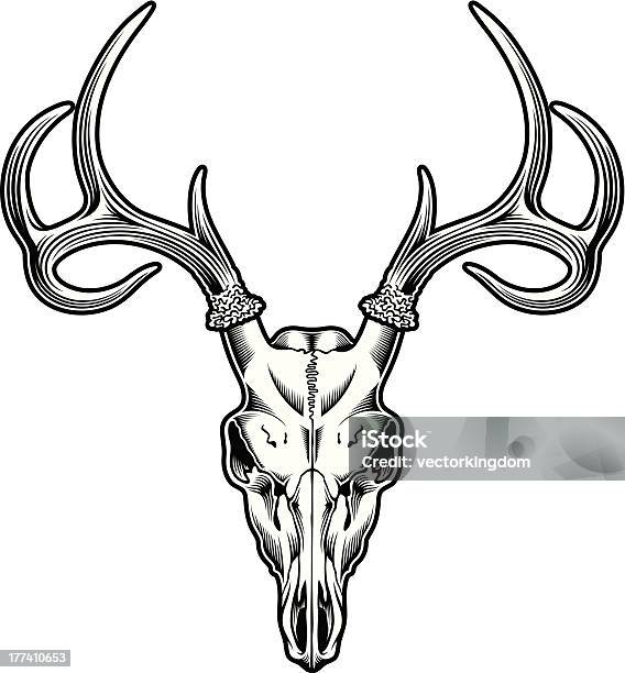 Cranio Di Cervo - Immagini vettoriali stock e altre immagini di Cervo - Cervide - Cervo - Cervide, Ramificazione, Wapiti