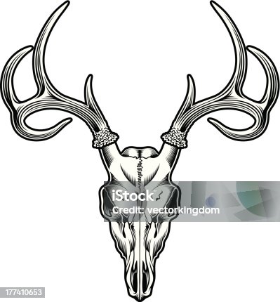 Deer Skull Stock Illustrations, Royalty-Free Vector Graphics & Clip ...