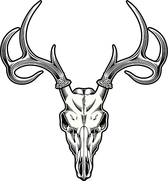 Deer Skull fully editable vector illustration of deer skull in black on isolated white background, suitable for crest, mascot, tattoo or tribal design instant print black and white stock illustrations