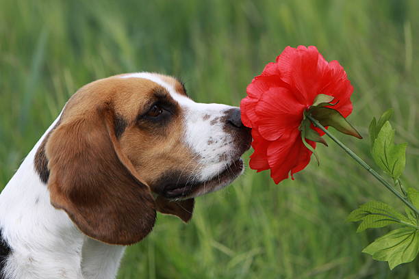beagle mit rote blume - dogrose stock-fotos und bilder