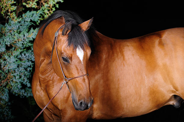 trakehner ogier - trakehner horse zdjęcia i obrazy z banku zdjęć