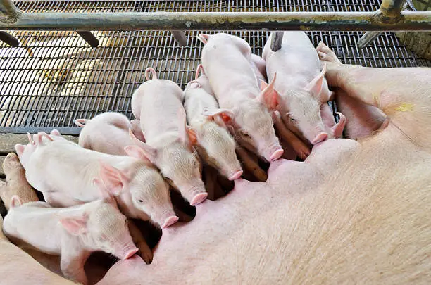 Many of the piglets eating the milk simultaneously