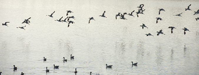 Flocks of birds fly in the golden morning light at a wetland park in China's Shandong province.