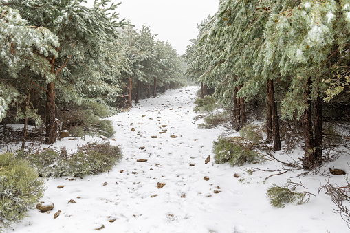 first snowfall of the year 2023 in the Sierra de Guadarrama in Madrid, Spain