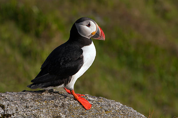istock Atlantic Puffin (Fratercula arctica) at Runde island (Norway) 177411636