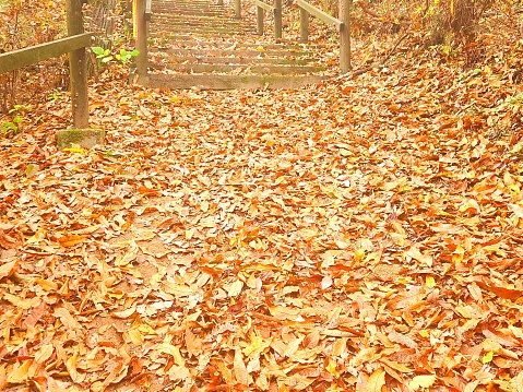 대청호 4구간 둘레길 가을 풍경.