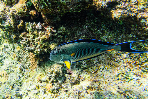 Sohal surgeonfish (Acanthurus sohal) or Sohal tang fish at coral reef in Red sea