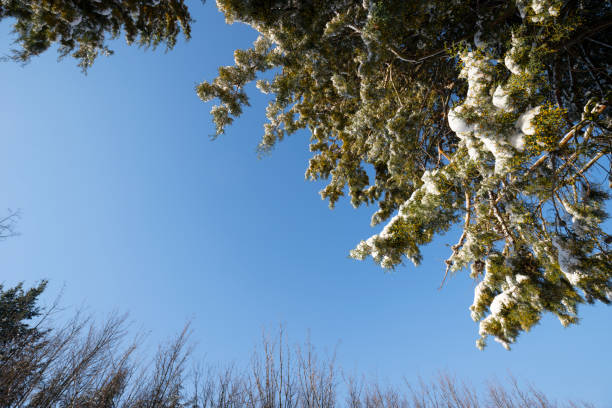 Winter background. On a beautiful winter day, a Christmas tree against a blue sky. Copy space for text.