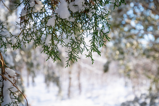 Winter Christmas background,  snow falling on pine tree branches.