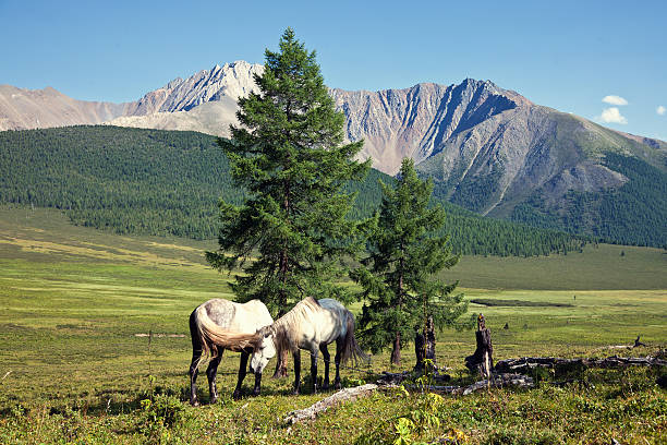 Couple of horses in Altay, Russia stock photo