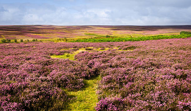 istock Heather in bloom, North York Moors, Yorkshire, UK 177411818