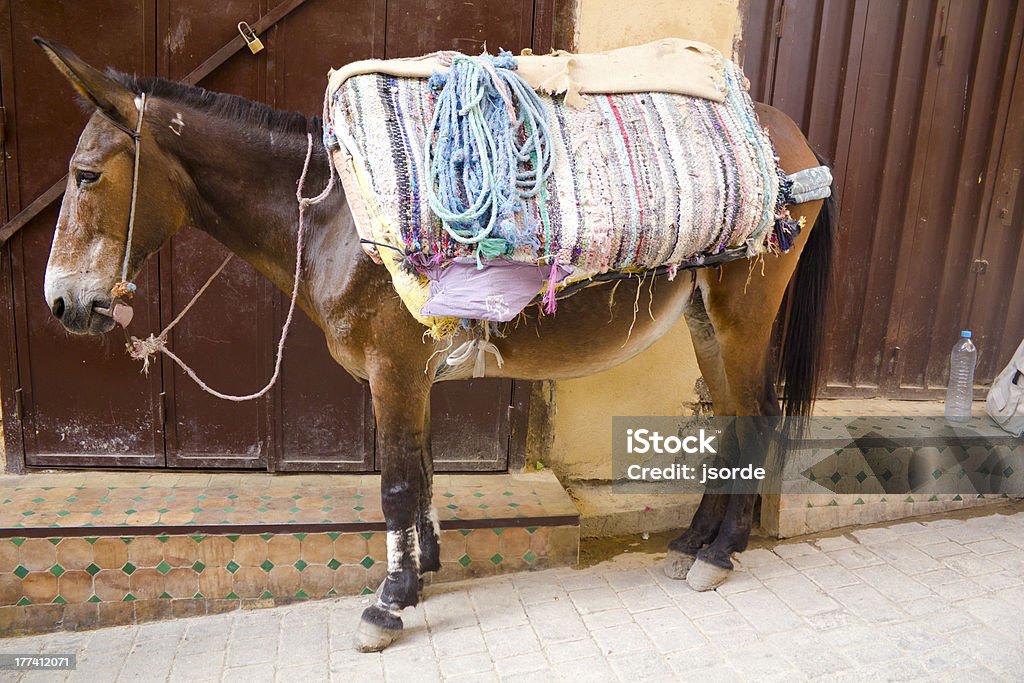 Divertente mulo di Fez - Foto stock royalty-free di Alto
