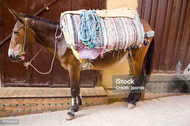 Foto de Engraçado Mule Em Fez e mais fotos de stock de Alto - Altura Humana - Alto - Altura Humana, Alto - Descrição Geral, Bagagem