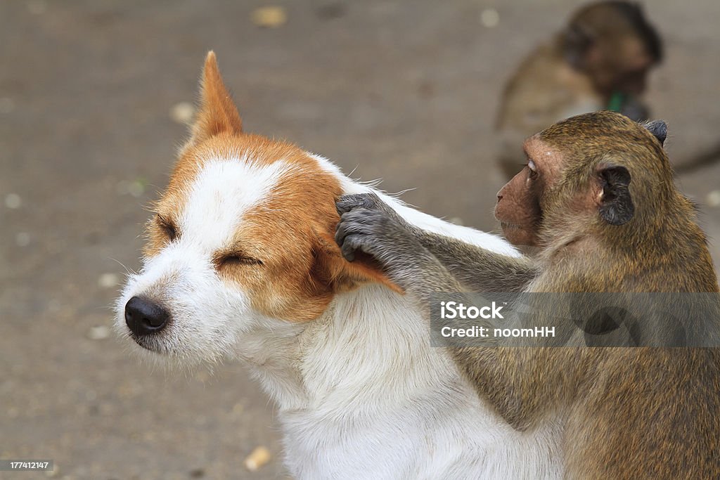 Monkeys Checking For Fleas And Ticks Stock Photo - Download Image Now - Dog,  Monkey, Animal - iStock