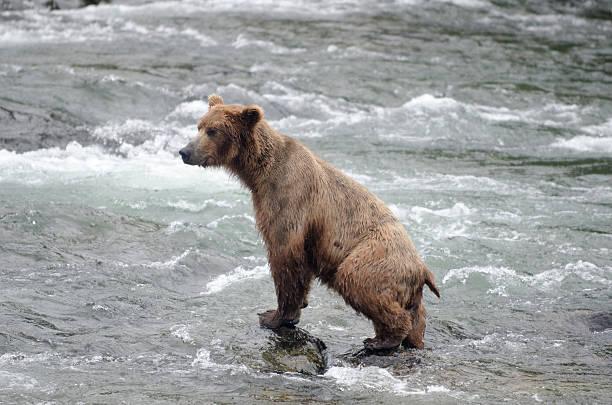 istock Large Brown Bear fishing for salmon in a river 177412276
