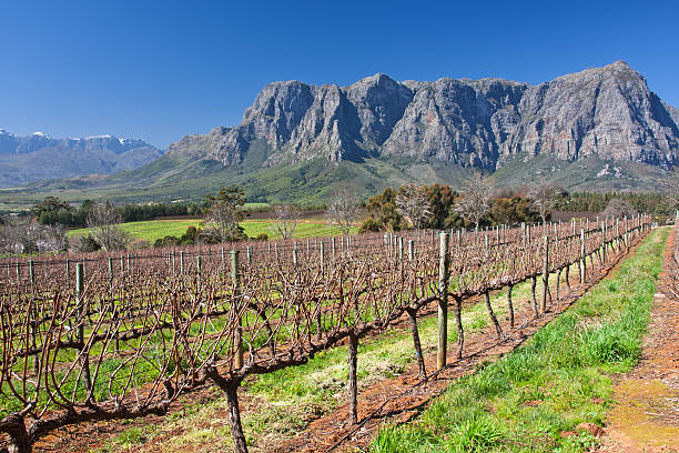 istock Scenic view of grape vines in vineyard with mountains behind 177412429