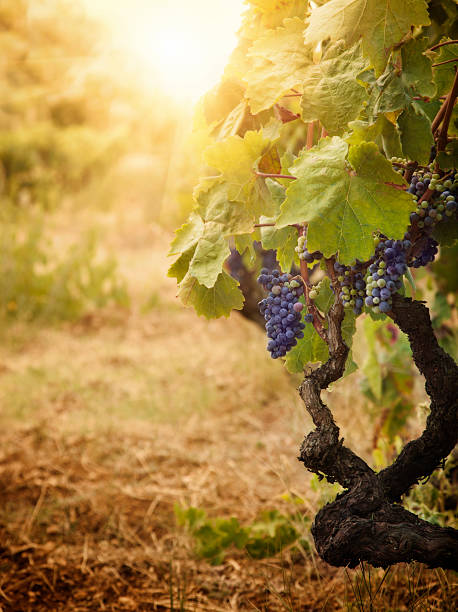 Vineyard detail in autumn harvest