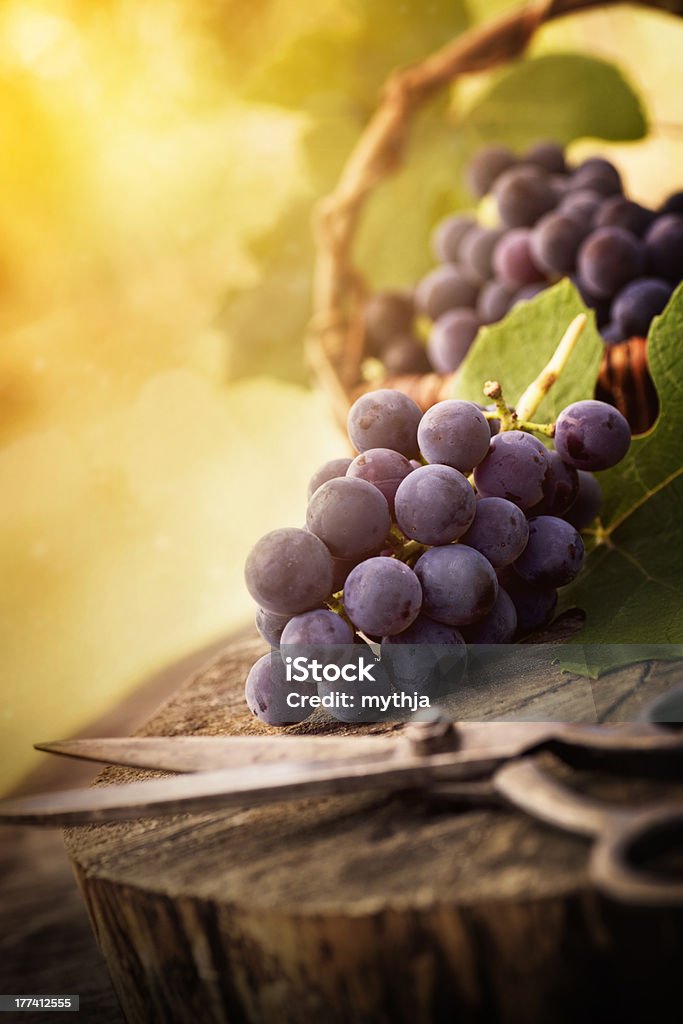 Świeżo uprawy winogron - Zbiór zdjęć royalty-free (Czerwone winogrono)