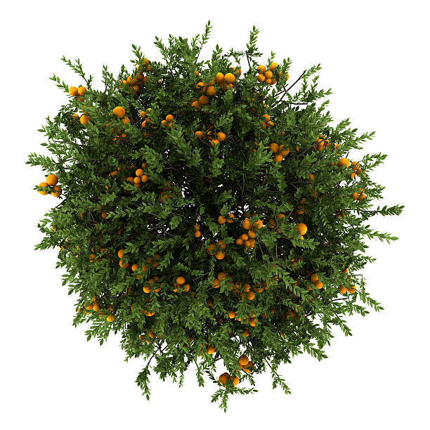 istock top view of orange tree isolated on white background 177412621